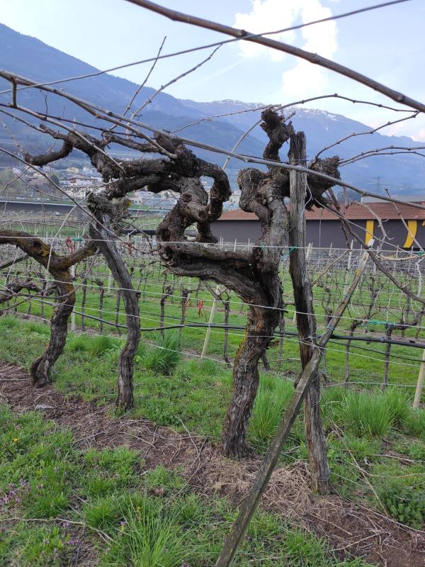 Azienda Agricola Venticinquedieci, Foto 2